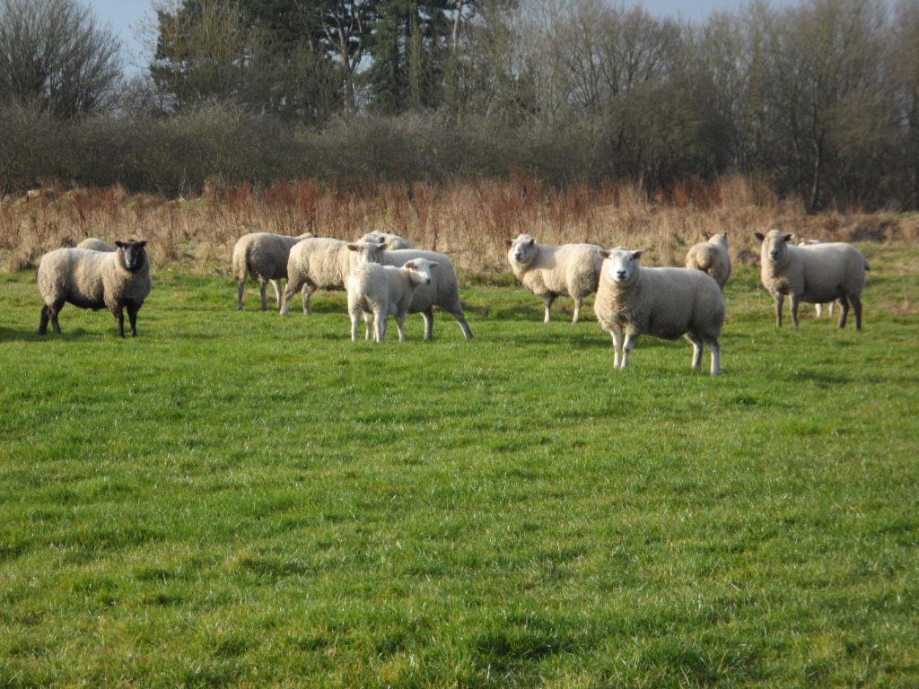 The Stables - Deer Park Farm Bed and Breakfast Solihull Kamer foto